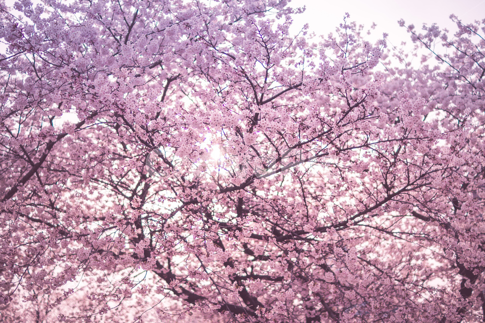 꽃,벚꽃,벚꽃축제,여의도,핑크,체리블라썸,봄,계절,spring,season,plant,식물