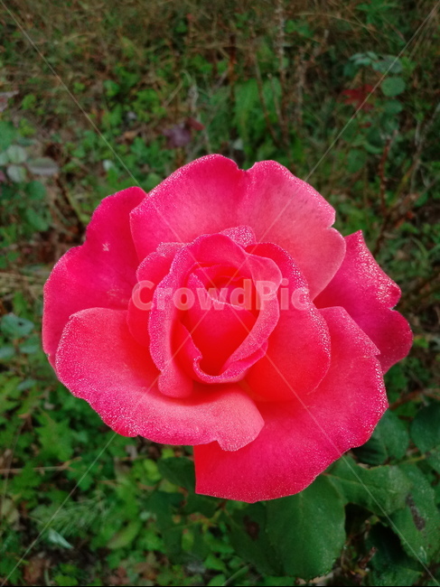 장미,꽃,식물,plant,flower,rose,식물,자연,plants,nature,꽃,flower