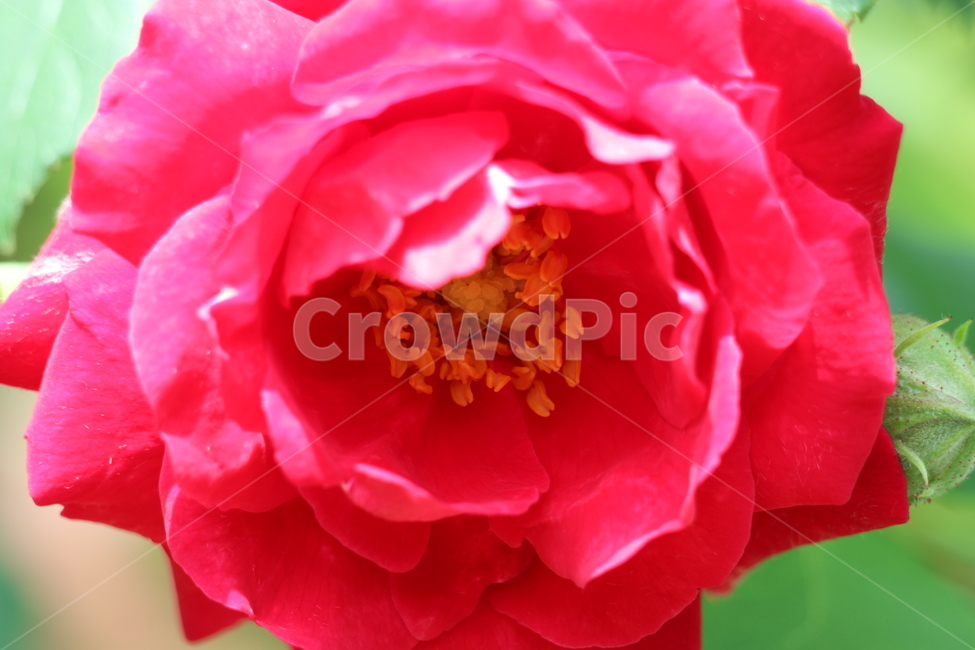 꽃,레드,빨강,로즈,장미,식물,자연,야생화,들꽃,식물,자연,plants,nature,꽃,flower