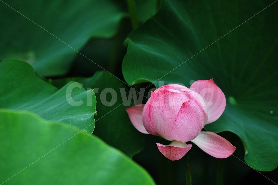연꽃,연,꽃,꽃사진,우아,식물,자연,plants,nature,꽃,flower