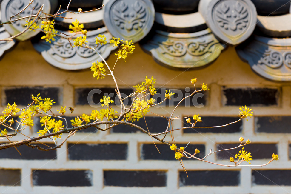 산수유,봄,봄전령,기와,감성,돌담,담벼락,꽃,봄,계절,spring,season,식물,자연,plants,nature,꽃,flower