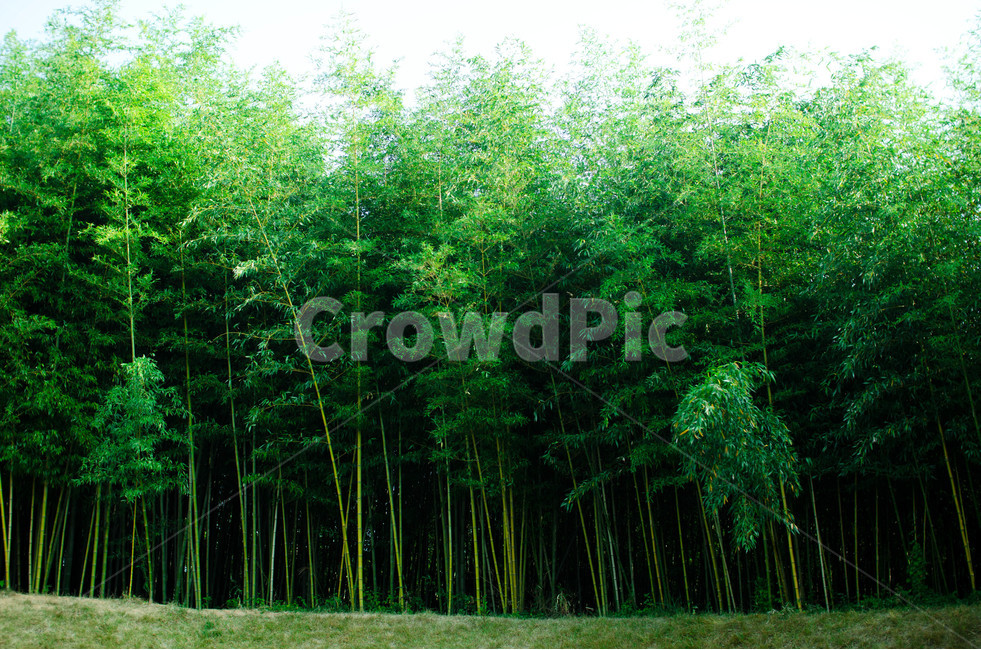 풍경,자연,대나무,죽녹원,여름,담양,자연,풍경,nature,landscape,plant,식물,bamboo