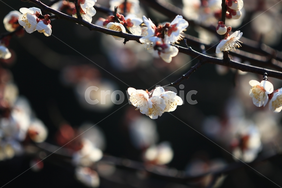 매화,꽃,매실꽃,봄,봄꽃,풍경,접사,식물,자연,plants,nature,꽃,flower