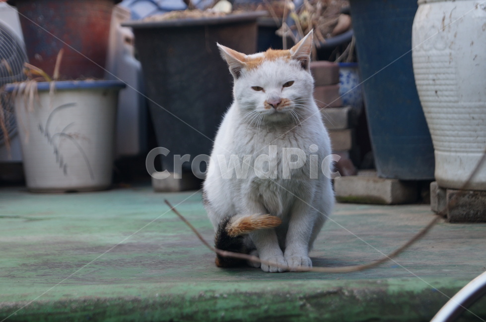 고양이,길고양이,삼색이,길냥이,cat,동물,animal,포유류,mammal,고양이,cat,kitten,kitty