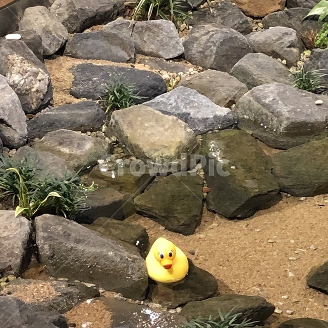오리,장난감,개울가,시냇물,자연