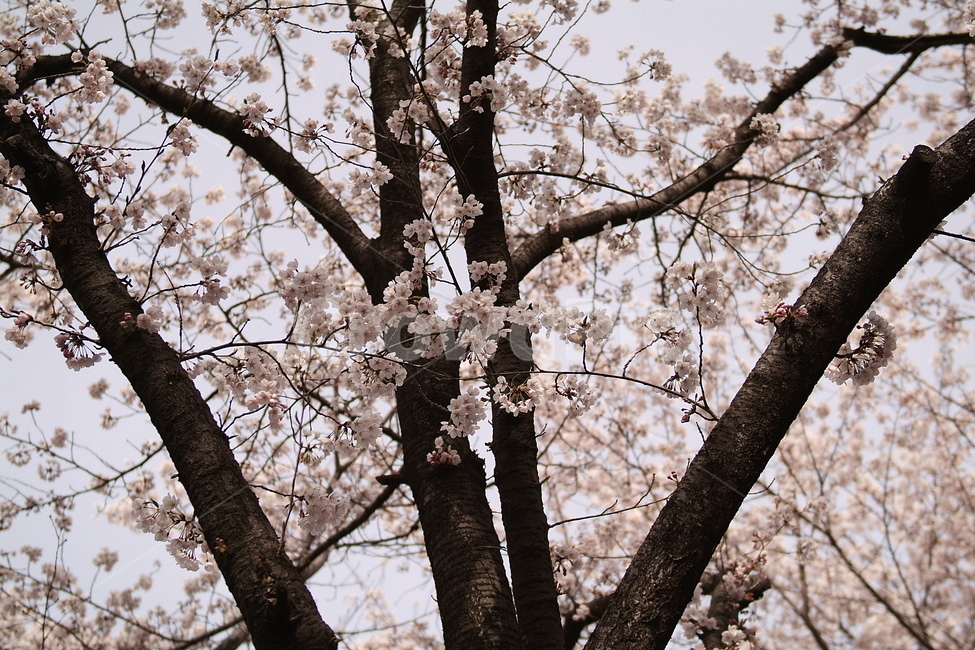 봄,벚꽃,꽃,핑크,풍경,경치,계절,식물,자연,감성,색상,색채,색감,컬러,plants,pink,flower,sense,color