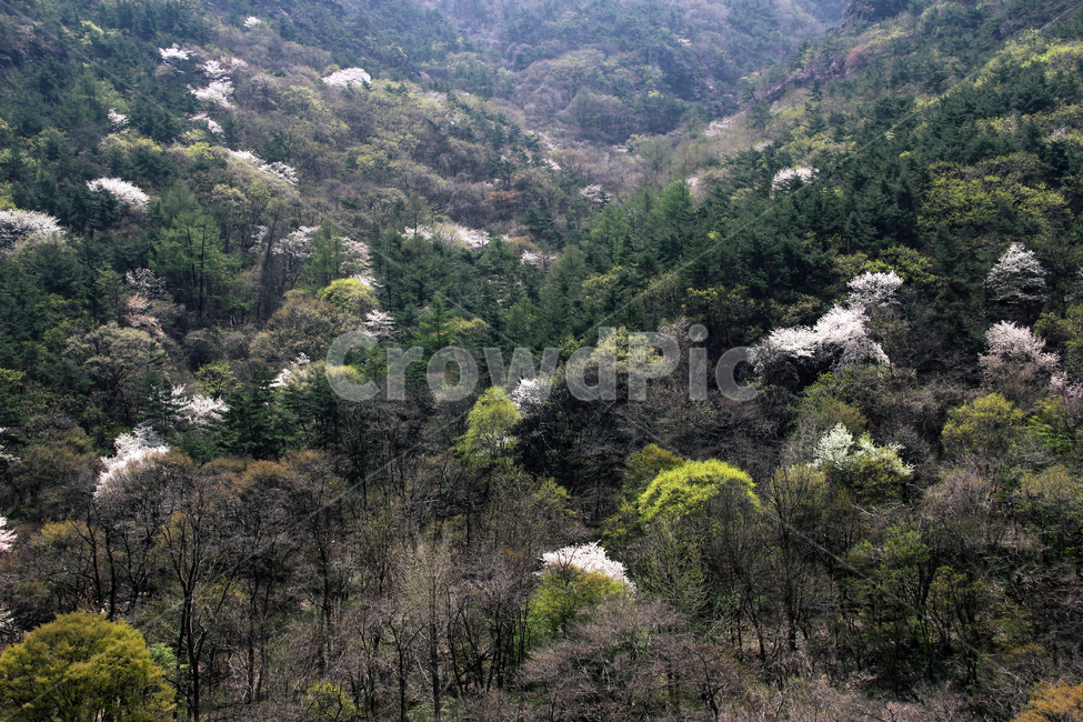 자연,꽃,식물,숲,풍경,봄,봄숲,자연,풍경,nature,landscape,plant,tree,나무,fir,전나무,outdoors,옥외