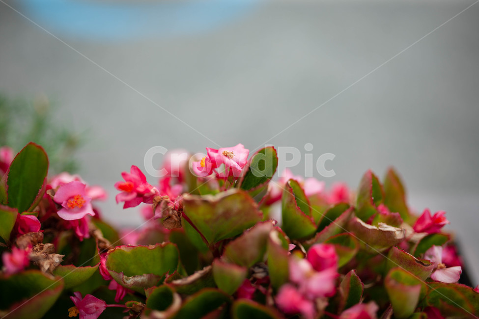 꽃,화단,flowers,식물,botanical,식물,자연,plants,nature,꽃,flower
