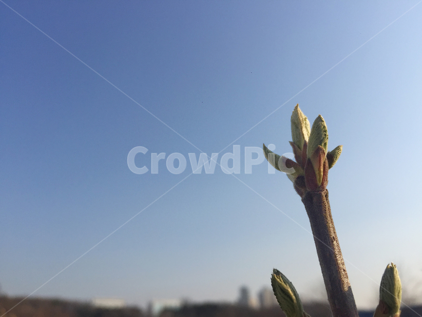 봄,새순,봄볕,파란하늘,하늘,식물,자연,plants,nature