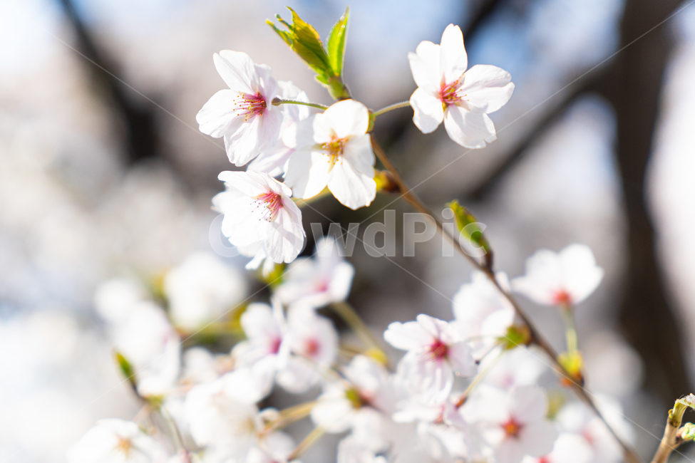 벚꽃,꽃,봄,핑크,분홍,나무,plant,식물,cherryblossom,blossom,flower,따뜻,따뜻한,벚꽃축제