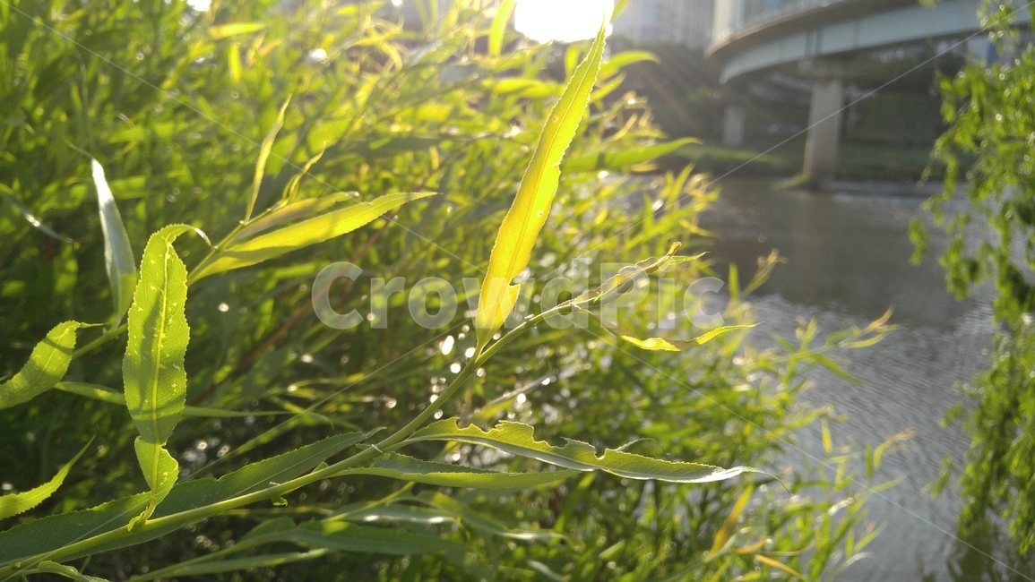 버드나무,식물,녹색,배경,감성,계절,willow,flants,green,background,emotional,season