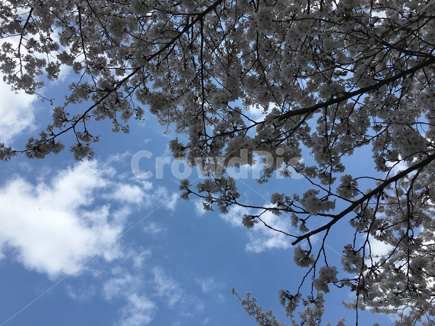 plant,식물,tree,나무,하늘,sky,cheryblossom,벚꽃,봄,봄하늘,구름