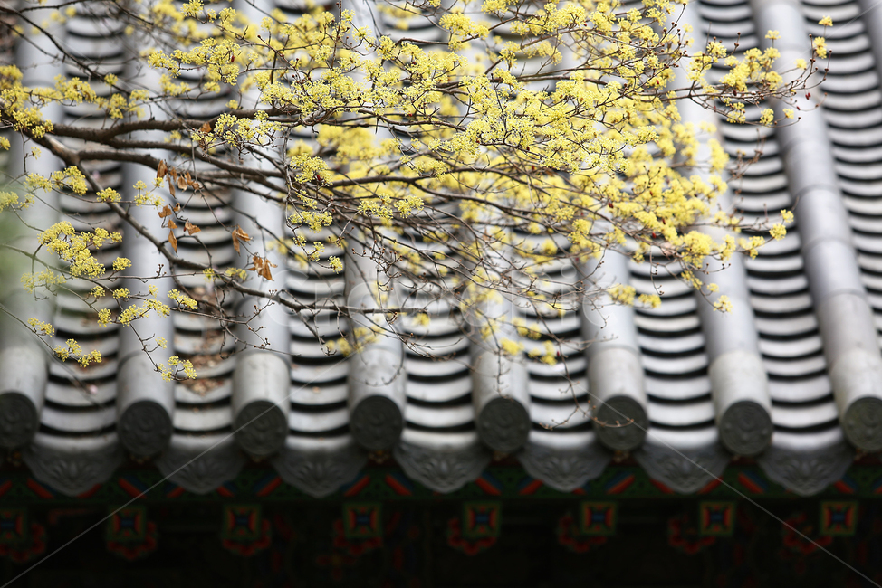 봄,꽃,노랑,spring,flower,yellow,한국전통,한국문화,korean traditional,korean culture,식물,자연,plants,nature,꽃,flower,건축물,건물외관,exterior,building,structure,architecture,construction