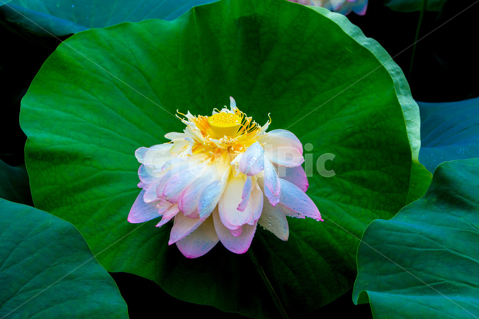 연꽃,연잎,문양,무늬,자연,식물,자연,plants,nature,꽃,flower