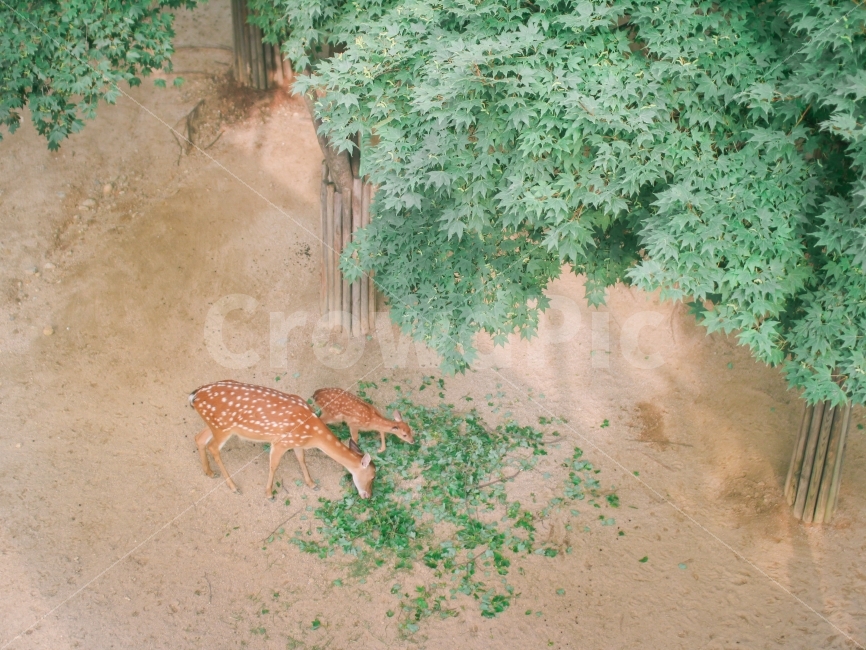동물,사슴,서울숲,숲,동물사진,동물,animal,포유류,mammal,가족,패밀리,family