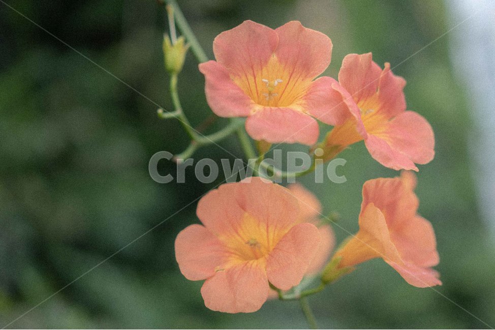 능소화,필름사진,필름,가을꽃,여름꽃,꽃,식물,flower,식물,자연,plants,nature,꽃,flower
