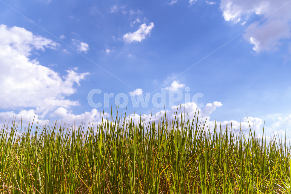 하늘공원,구름,풍경,하늘,식물,배경화면,자연,풍경,nature,landscape,grass,잔디,plant,outdoors,옥외