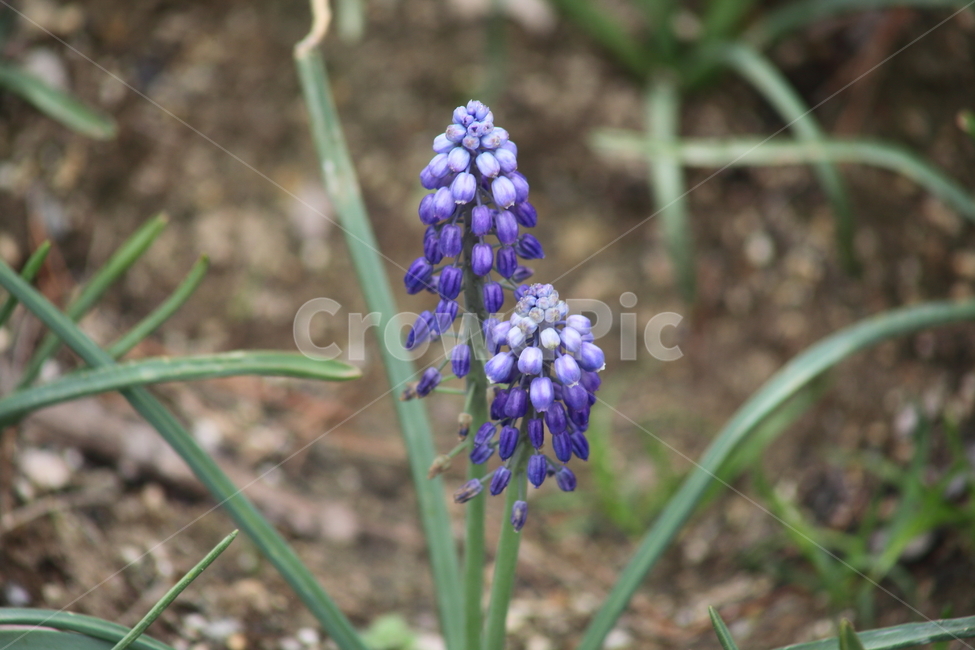 무스카리,꽃,봄,백합과,grapehyacinth,포도히아신스,Muscariarmeniacum