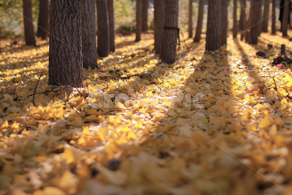 은행나무,은행잎,그림자,노란색,해질녘,가을,가을풍경,감성사진,가을,계절,fall,autumn,season,자연,풍경,nature,landscape,tree,나무,plant,식물,tree trunk,나무 줄기,ground,바닥
