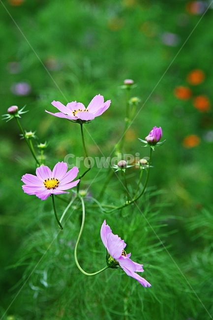 코스모스,꽃,꽃잎,식물,자염,공원,가을,가을꽃,식물,자연,plants,nature,꽃,flower