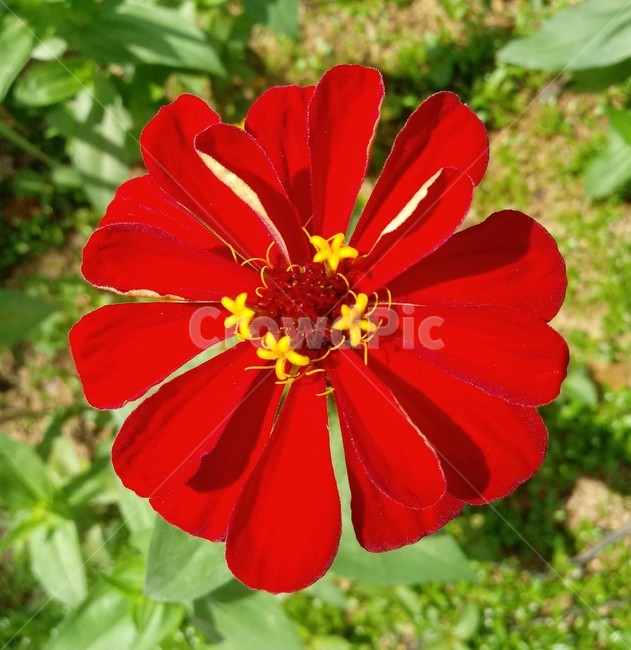 백일홍,국화과,원예식물,꽃,플라워,관상식물,zinnia