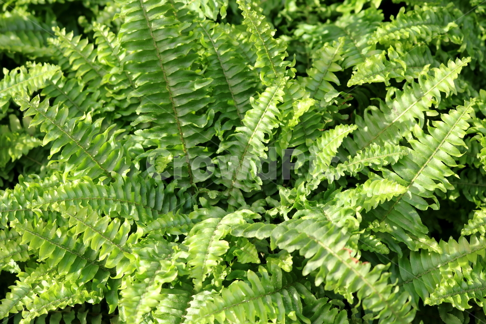 고사리,보스톤고사리,미국고사리,식물,고란초과,자연,식물원,식물,자연,plants,nature