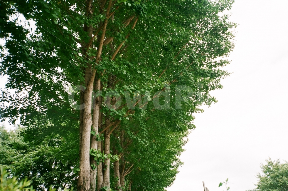 은행나무,나무,Tree,나란히,가로수,가을,초록,자연,풍경,nature,landscape,tree,plant,식물
