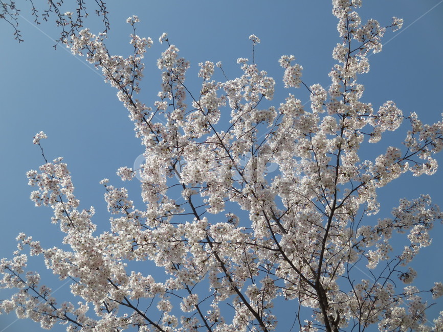 blossom,벚꽃,봄꽃,cherryblossom,꽃나무,계절,식물,자연,plants,nature,꽃,flower,감성,sensiblefeeling,봄,flowers,풍경,spring,season,나무,trees,tree,plant
