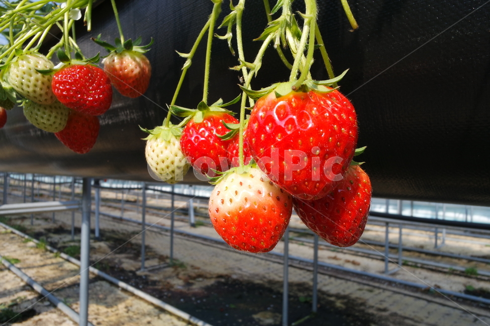 딸기체험,딸기농장,딸기하우스,plant,식물,strawberry,딸기,food,과일,fruit,음식