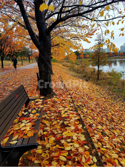 plant,식물,leaf,잎,tree,나무,단풍,가을,계절,fall,autumn,season,식물,자연,plants,nature,나무,trees,wood