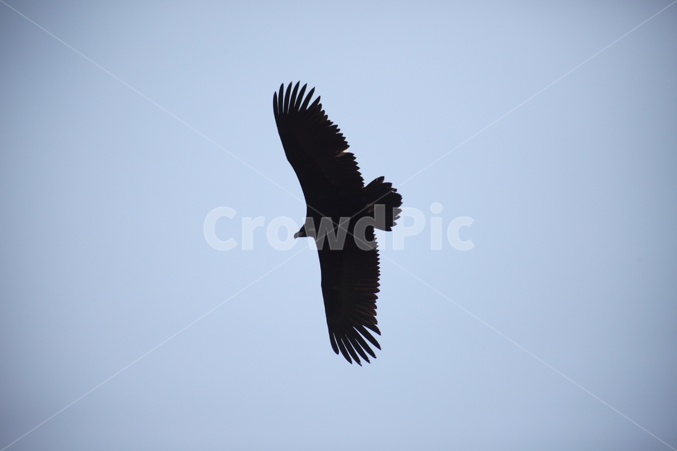 독수리,철새,새,조류,cinereousvulture,동물,animal,조류,새,birds