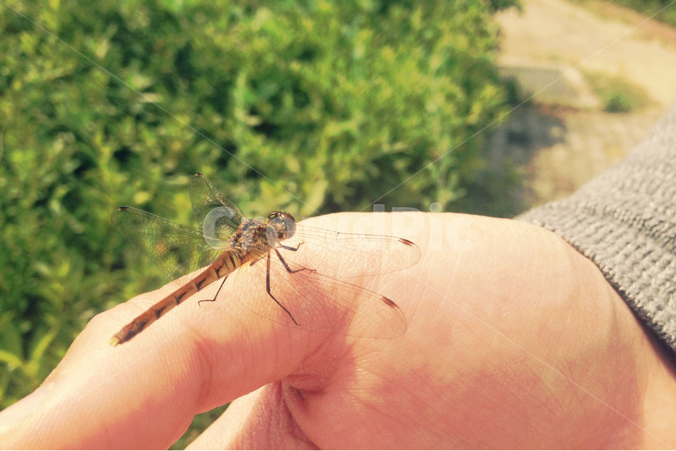 잠자리,감성사진,dragonfly,곤충,가을,자연,동물,animal,곤충,벌레,insect,bug,감성,sensible,feeling