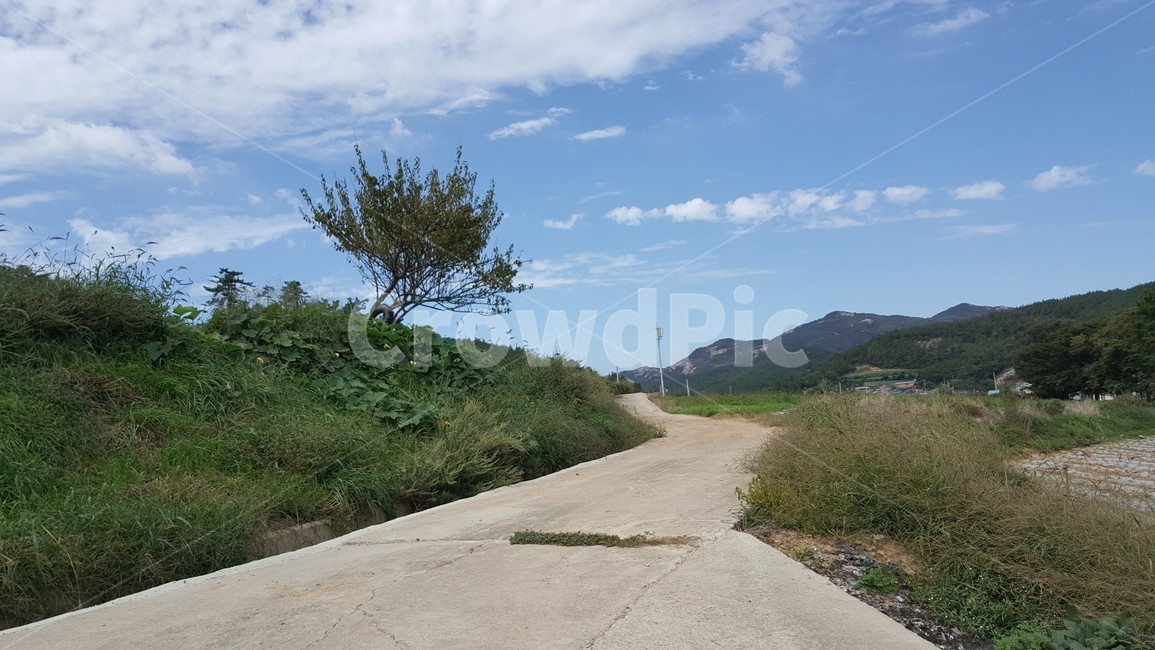 road,도로,nature,outdoors,옥외,나무,오솔길,시골길,시골,자연,자연,풍경,nature,landscape