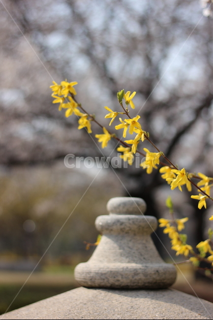 개나리,봄,봄꽃,벚꽃,꽃,노랑,노랑색,노란색,yellow,봄,계절,spring,season,식물,자연,plants,nature,꽃,flower,plant