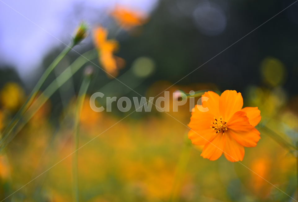 노랑코스모스,코스모스,꽃,가을꽃,꽃밭,야외,노랑색,가든,옥외,park,flowers,yellowcosmos,garden,background,plant,yellow,올림픽공원,들꽃마루,outdoors,field,들,자연,nature,rural,진노랑색꽃,가을배경,가을분위기,계절,시즌,season,보케,빛망울,식물,blossom,배경,바탕,백그라운드,가을,계절,fall,autumn,season,식물,자연,plants,nature,꽃,flower