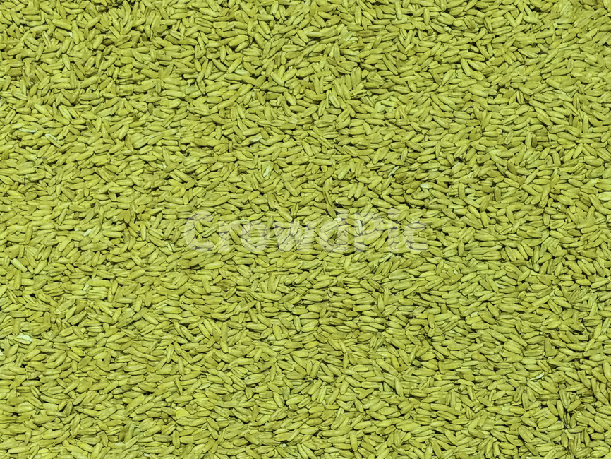 밀,곡식,열매,식물,질감,pattern,texture,배경,곡류,곡식,cereals,텍스처,질감,패턴,texture,pattern