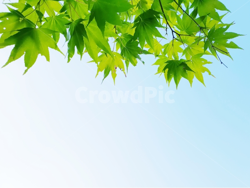 식물,자연,하늘,green,nature,그린,초록,배경,백그라운드,배경이미지,background,여름,힐링,식물,자연,plants,nature