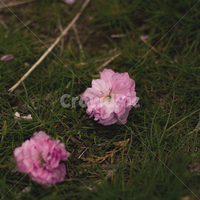 겹벚꽃,자연,꽃,벚꽃,flower,nature,봄,계절,spring,season,꽃,flower,geranium,제라늄,blossom,plant,식물
