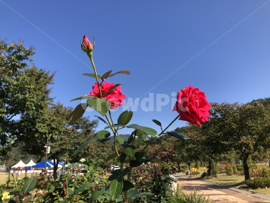 장미,장미꽃,rose,flower,bloom