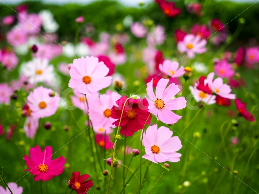 꽃,식물,코스모스,자연,빨강,가을,계절,fall,autumn,season,식물,자연,plants,nature,꽃,flower,spring,봄,blossom,petal,꽃잎,plant