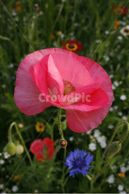 양귀비,개양귀비,식물,flower,plants,nature,꽃,꽃봉오리,꽃밭,식물,자연,plants,nature,꽃,flower