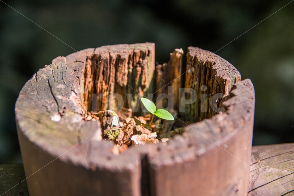 풍경,새싹,생명력,여름,다리난간에,식물,자연,plants,nature
