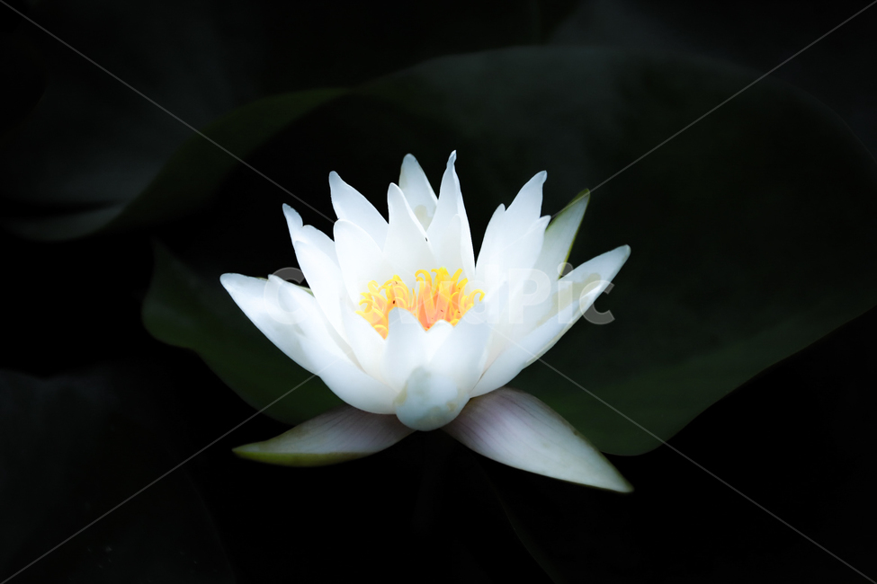 여름,꽃,연꽃,연잎,자연,힐링,식물,자연,plants,nature,꽃,flower