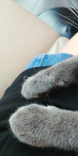 고양이,고양이발,고양이손,회색고양이,cat