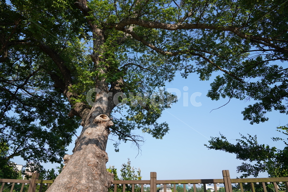 plant,식물,tree,나무,나무줄기,식물,자연,plants,nature,나무,trees,wood