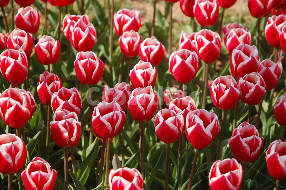 봄,꽃,튤립,예쁜꼿,flower,식물,자연,plants,nature,꽃,flower