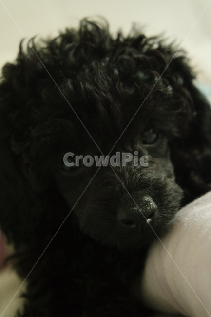 강아지,푸들,블랙푸들,미니푸들,puppy,동물,animal,포유류,mammal,개,강아지,dog,doggy
