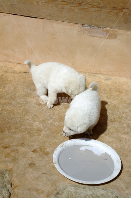 강아지,동물,애완견,반려견,개,animal,동물,animal,포유류,mammal,개,강아지,dog,doggy