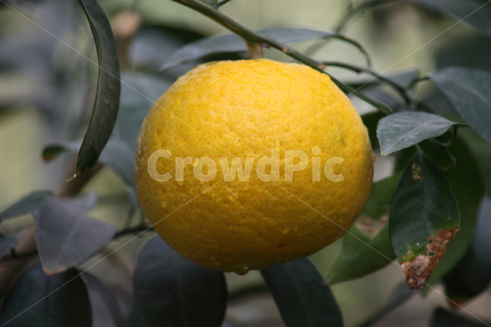 귤,밀감,과일,열매,citrusreticulata,식물,자연,plants,nature,과일,열매,fruit
