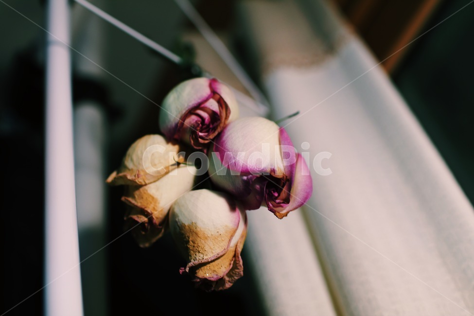 드라이플라워,꽃,감성,감성사진,장미,장미꽃,방,식물,자연,plants,nature,꽃,flower,감성,sensible,feeling